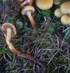 Schwefelschüppling, Foto 31