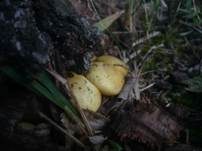 Schwefelschüppling, Foto 33