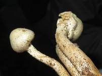 Schwefelschüppling, Foto 35