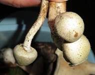 Schwefelschüppling, Foto 36