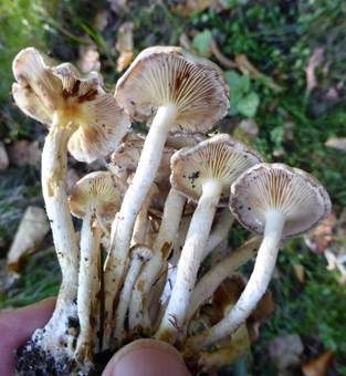 Schwefelschüppling, Foto 6