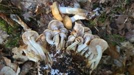 Schwefelschüppling, Foto 49