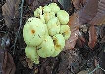 Schwefelschüppling, Foto 7