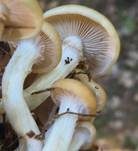 Schwefelschüppling, Foto 60