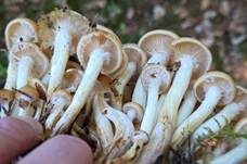 Schwefelschüppling, Foto 61