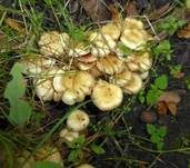 Schwefelschüppling, Foto 11