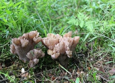 Schweinsohr, Foto 3