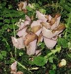 Schweinsohr, Foto 14