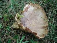 Schweinsohr, Foto 16