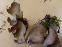 Schweinsohr, Foto 19
