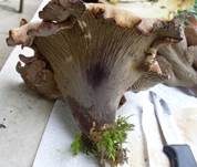 Schweinsohr, Foto 20