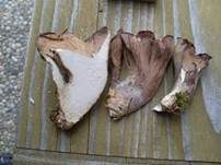 Schweinsohr, Foto 36