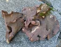 Schweinsohr, Foto 39