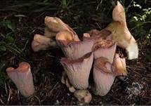 Schweinsohr, Foto 6