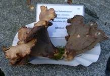 Schweinsohr, Foto 46