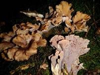 Schweinsohr, Foto 50