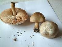 Seidiger Dachpilz, Foto 12