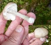 Seidiger Dachpilz, Foto 28