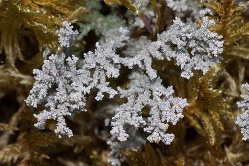 Alpine Strunkflechte, Foto 2