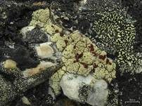 Blutaugenflechte, Foto 4