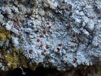 Blutaugenflechte, Foto 5