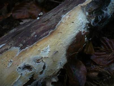 Seidiger Membranrindenpilz, Foto 2