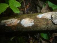 Seidiger Membranrindenpilz, Foto 13