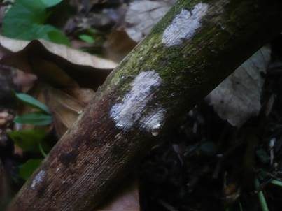 Seidiger Membranrindenpilz, Foto 4