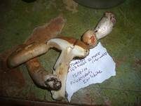 Seidiger Schleimkopf, Foto 6