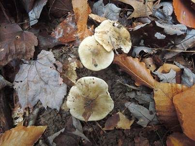 Seidiggrauer Buckelritterling, Foto 3
