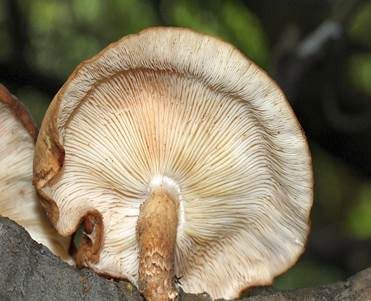 Shiitake, Foto 3