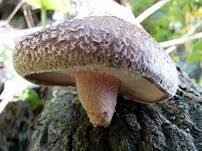 Shiitake, Foto 13