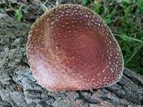 Shiitake, Foto 14