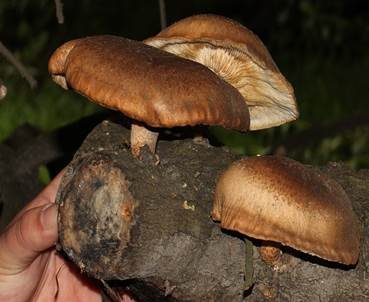 Shiitake, Foto 4