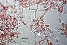Shiitake, Foto 27