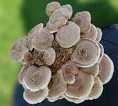 Shiitake, Foto 6