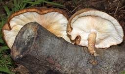Shiitake, Foto 7