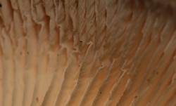 Shiitake, Foto 8