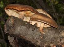 Shiitake, Foto 11