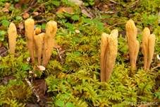 Sibirische Herkuleskeule, Foto 6