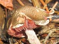 Blutblättriger Schirmling, Foto 7
