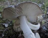 Silbergrauer Scheidenstreifling, Foto 9
