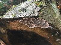 Blutender Nadelholzschichtpilz, Foto 18