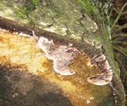 Blutender Nadelholzschichtpilz, Foto 19