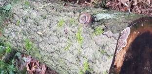 Blutender Nadelholzschichtpilz, Foto 24