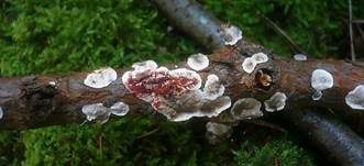 Blutender Nadelholzschichtpilz, Foto 28