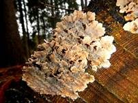 Blutender Nadelholzschichtpilz, Foto 6