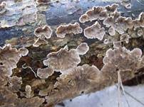 Blutender Nadelholzschichtpilz, Foto 10