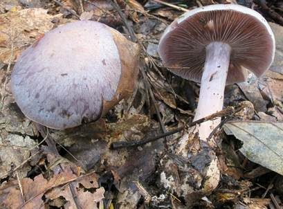 Silbriger Dickfuß, Foto 3
