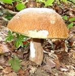 Sommersteinpilz, Foto 15